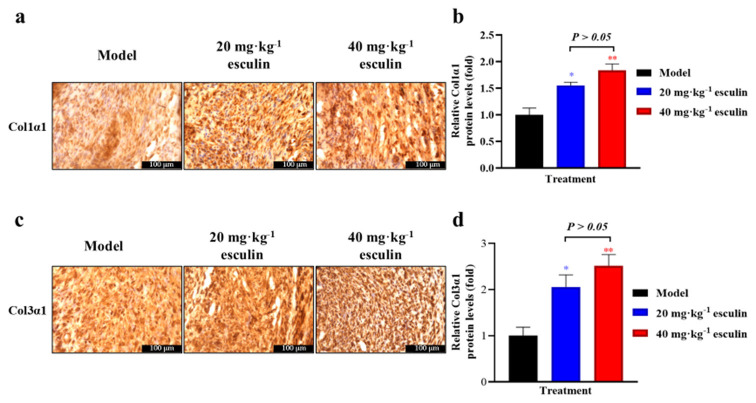 Esculin promotes skin wound healing in mice and regulates the Wnt/β-catenin signaling pathway.
