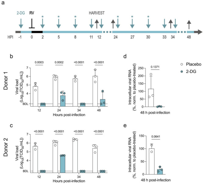 Nebulized 2-deoxylated glucose analogues inhibit respiratory viral infection in advanced in vitro airway models.