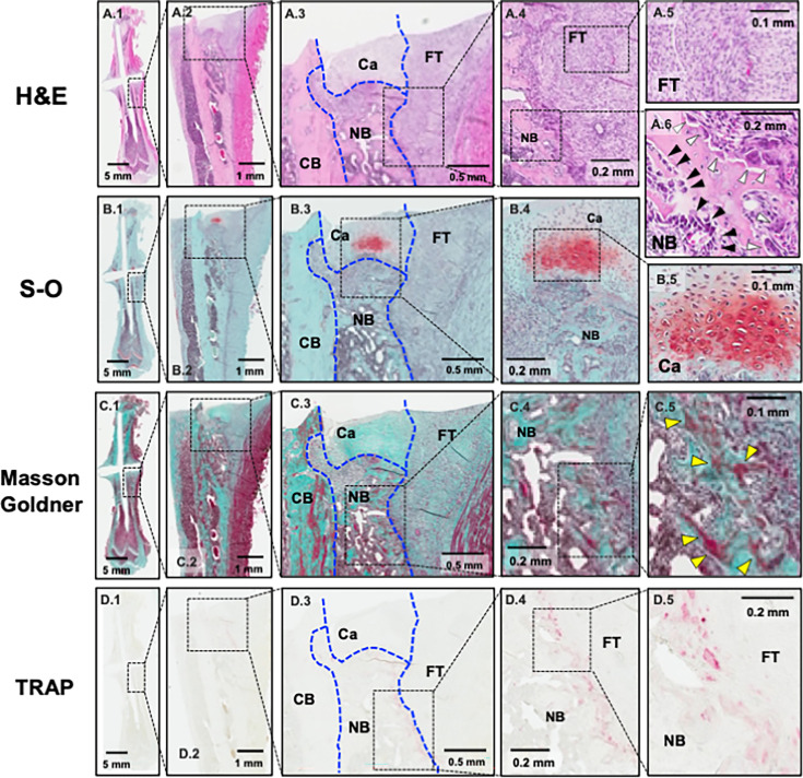 Development of a novel rat long-bone nonunion model and efficacy evaluation of a prostaglandin EP4 selective agonist (AKDS001) combined with iliac bone grafting.