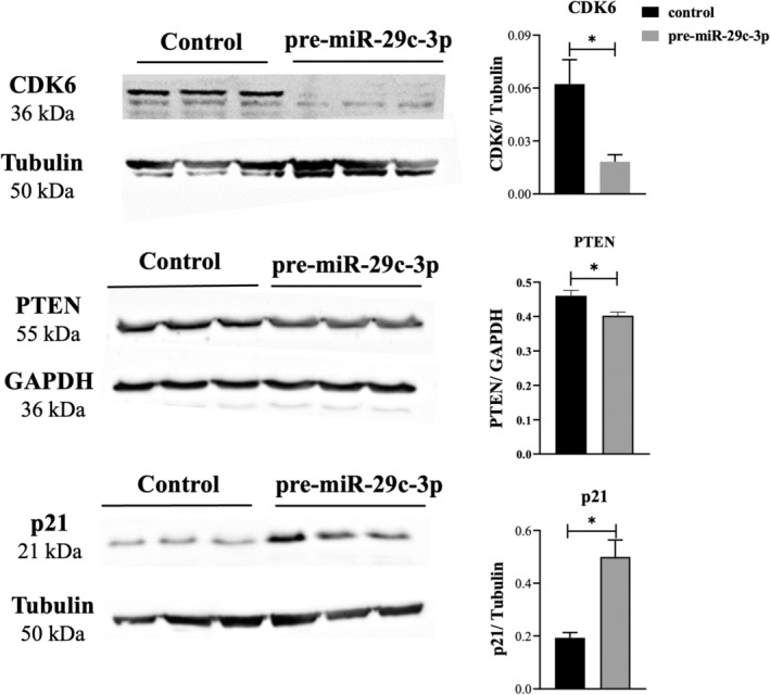 Combined targeting of TCF7L1/2, PTEN, CDK6, and BCCIP by microRNA miR-29c-3p is associated with reduced invasion and proliferation of endometriotic cells.
