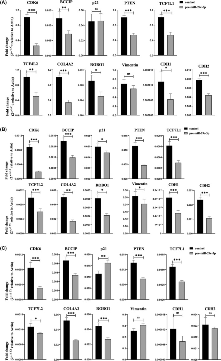 Combined targeting of TCF7L1/2, PTEN, CDK6, and BCCIP by microRNA miR-29c-3p is associated with reduced invasion and proliferation of endometriotic cells.