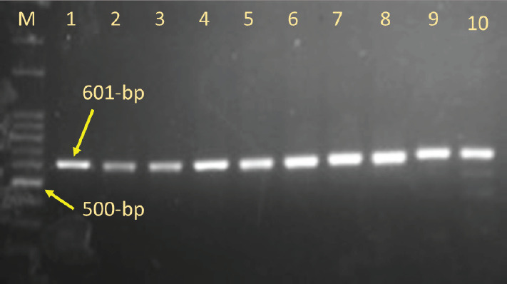 Single nucleotide polymorphisms on Cholecystokinin B Receptor gene as a candidate gene for crowing in Pelung chickens.