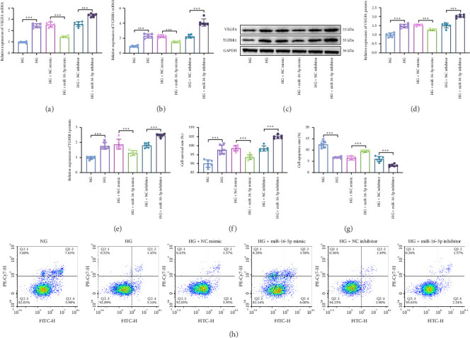 miR-16-5p Regulates Proliferation and Apoptosis in High Glucose-Treated Human Retinal Microvascular Endothelial Cells by Targeting VEGFA and TGFBR1.