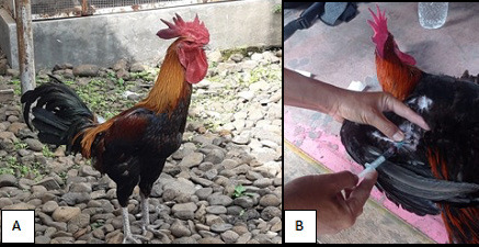 Single nucleotide polymorphisms on Cholecystokinin B Receptor gene as a candidate gene for crowing in Pelung chickens.