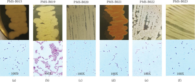 Anticancer and Antioxidant Activities of Rhizospheric Soil Bacteria of <i>Lophocereus marginatus</i>.