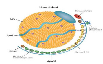 Assessment of the trends in lipoprotein(a) concentration in high-risk cardiovascular patients: A retrospective study.