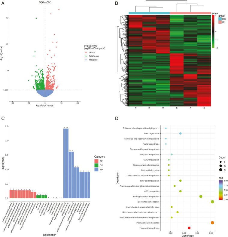 Multi-omics integrated analysis reveals the impact of cytokinin on sex differentiation in industrial hemp.