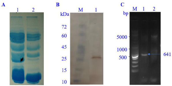 Isolation, characterization, and expression of the <i>Montivipera raddei</i> (Caucasus viper) venom metalloprotease-like protein.
