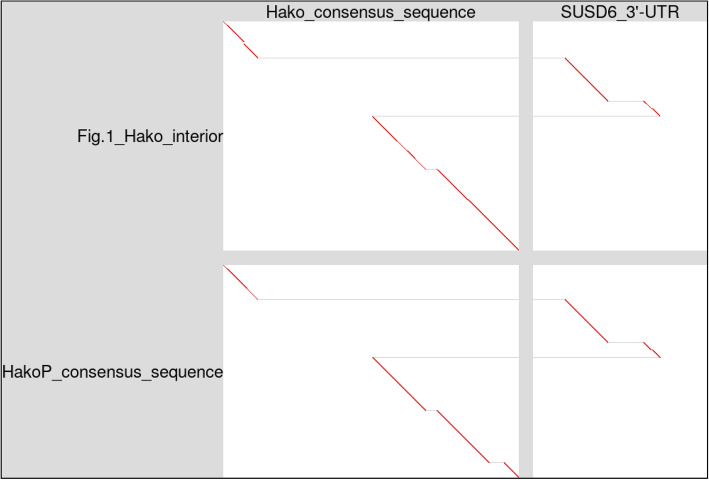 Further varieties of ancient endogenous retrovirus in human DNA.