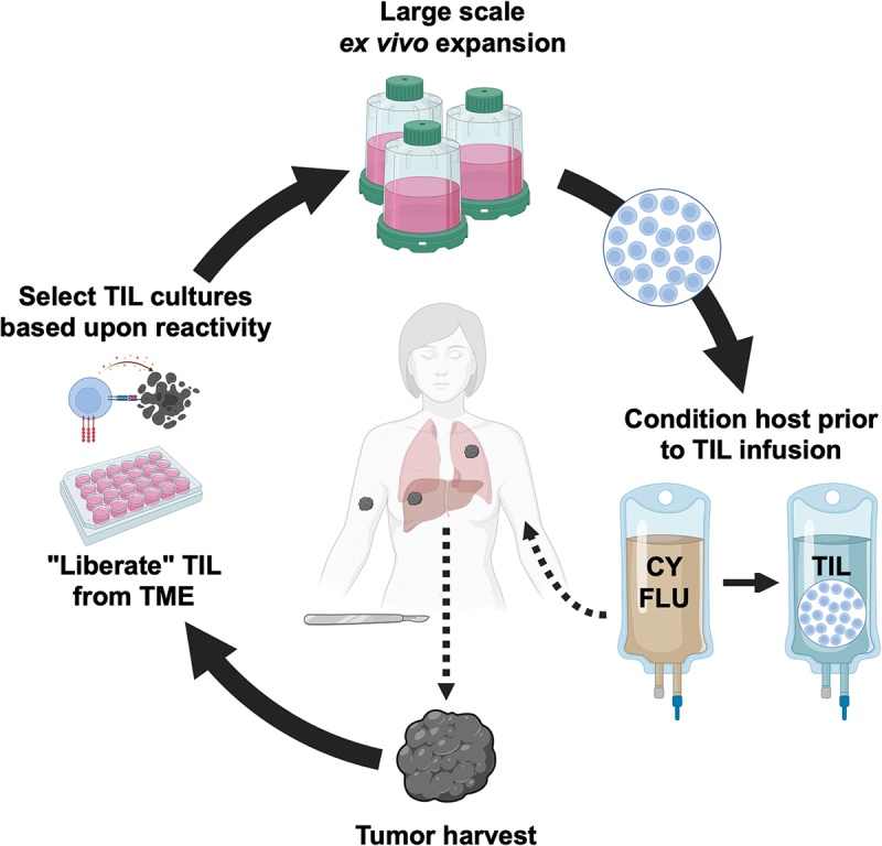 Optimizing TIL therapy for uveal melanoma: lessons learned and unlearned from cutaneous melanoma.