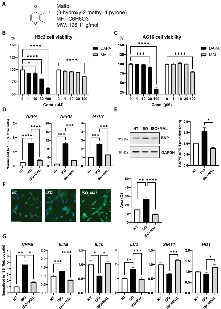 Protective effect of maltol on pathological response of cardiomyocyte in dystrophic mice.