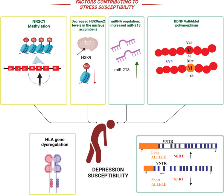 Genetic, Epigenetic, and Hormonal Regulation of Stress Phenotypes in Major Depressive Disorder: From Maladaptation to Resilience.