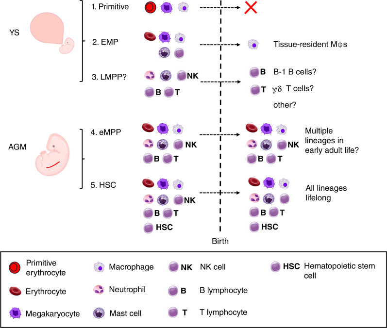 The Crossroads of Clonal Evolution, Differentiation Hierarchy, and Ontogeny in Leukemia Development.