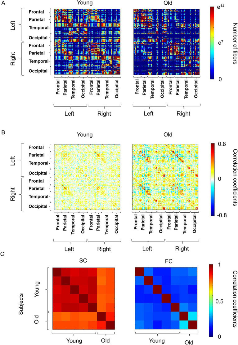 Age-related alterations in functional and structural networks in the brain in macaque monkeys.