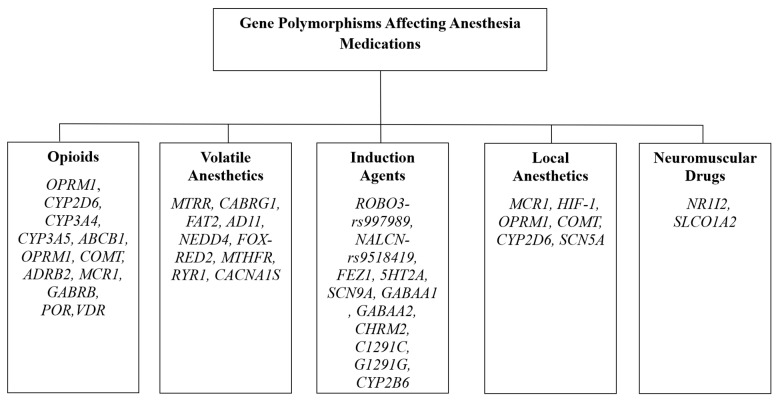 Genetic Variation and Sex-Based Differences: Current Considerations for Anesthetic Management.