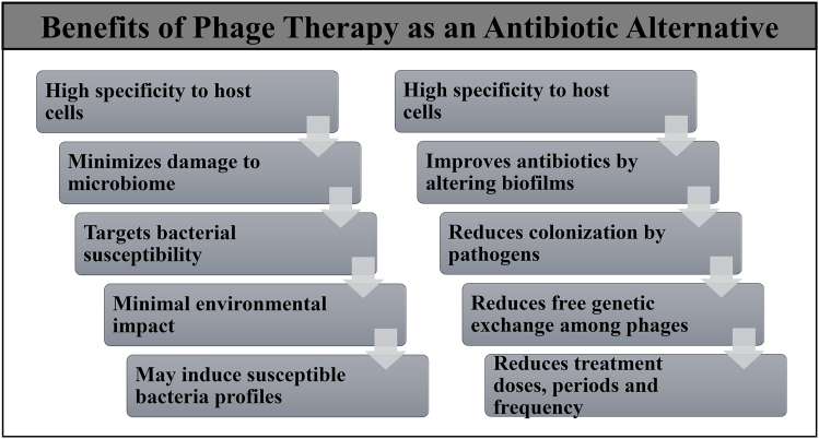 Phagetherapy updates: New frontiers against antibiotic resistance.