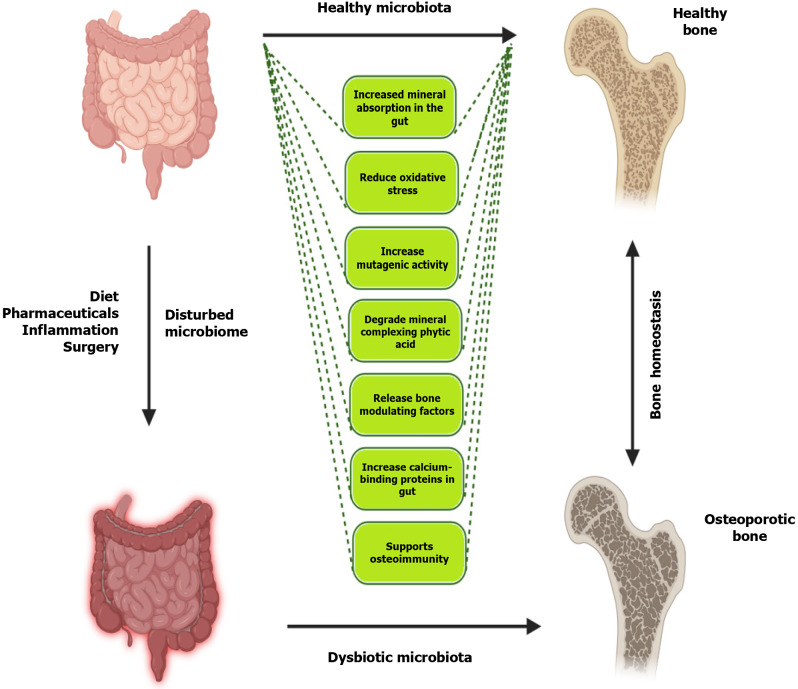Cross-talks between osteoporosis and gut microbiome.