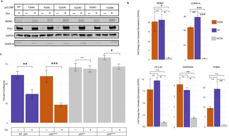 Mis-splicing drives loss of function of p53E224D point mutation.