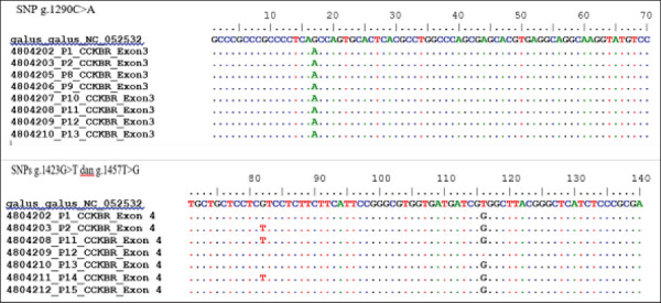 Single nucleotide polymorphisms on Cholecystokinin B Receptor gene as a candidate gene for crowing in Pelung chickens.