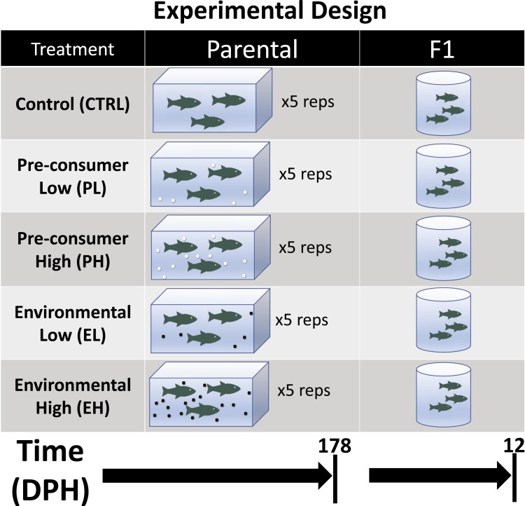 Microplastic exposure is associated with epigenomic effects in the model organism Pimephales promelas (fathead minnow).