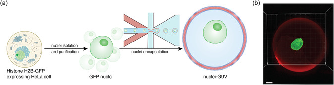 Polymeric Giant Unilamellar Vesicles Support Longevity of Native Nuclei in Protocells.