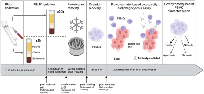 Effect of delayed isolation of peripheral blood mononuclear cells on cell viability and functionality.