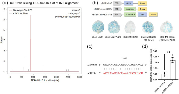 gma-miR828a Negatively Regulates Resistance to Tea Leaf Spot Caused by Lasiodiplodia theobromae Through Targeting the CsMYB28-CsRPP13 Module.