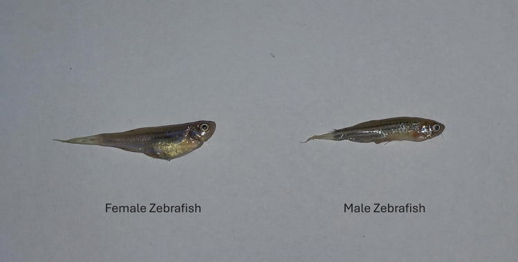 Bisphenol-S exposure of zebrafish unveils the hidden risks of bisphenol paradigm with growth, developmental, and behavioral impacts similar to bisphenol-A.