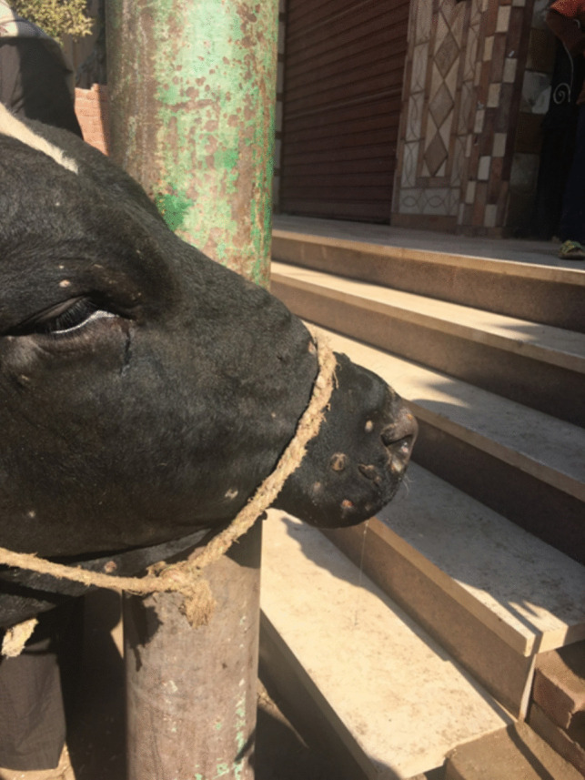 Progress in diagnostic methods and vaccines for lumpy skin disease virus: a path towards understanding the disease.