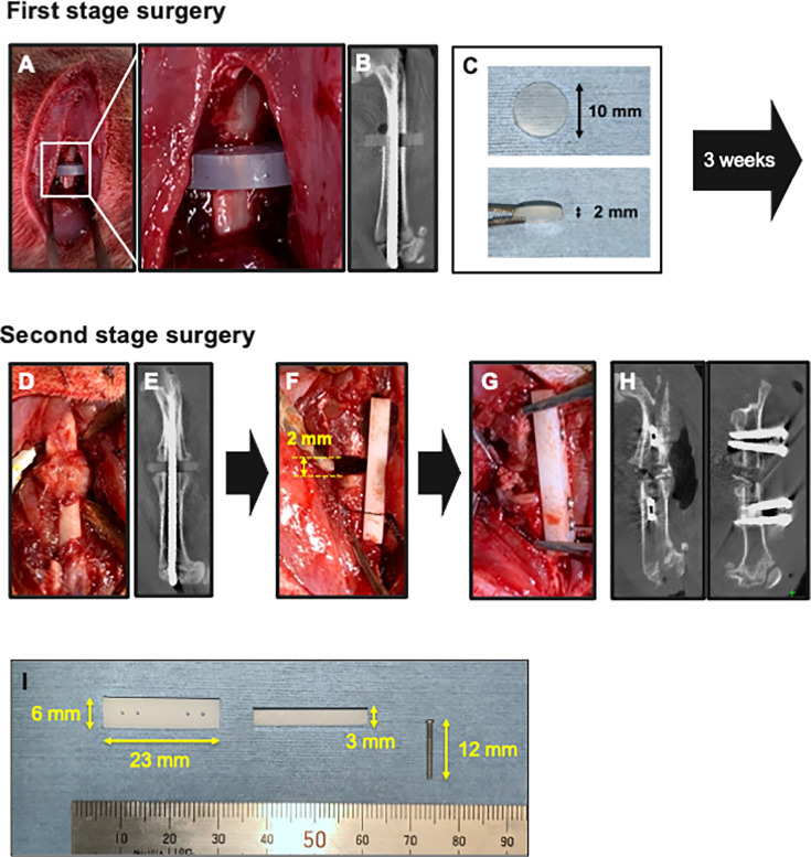 Development of a novel rat long-bone nonunion model and efficacy evaluation of a prostaglandin EP4 selective agonist (AKDS001) combined with iliac bone grafting.