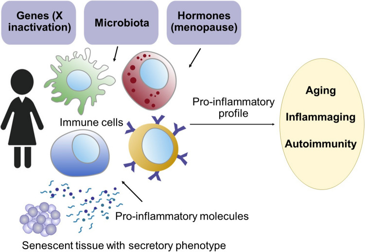 The Impact of Menopause on Autoimmune and Rheumatic Diseases.