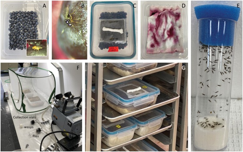 Reliable mass production of Ganaspis kimorum (Hymenoptera: Figitidae), a larval parasitoid of Drosophila suzukii (Diptera: Drosophilidae).