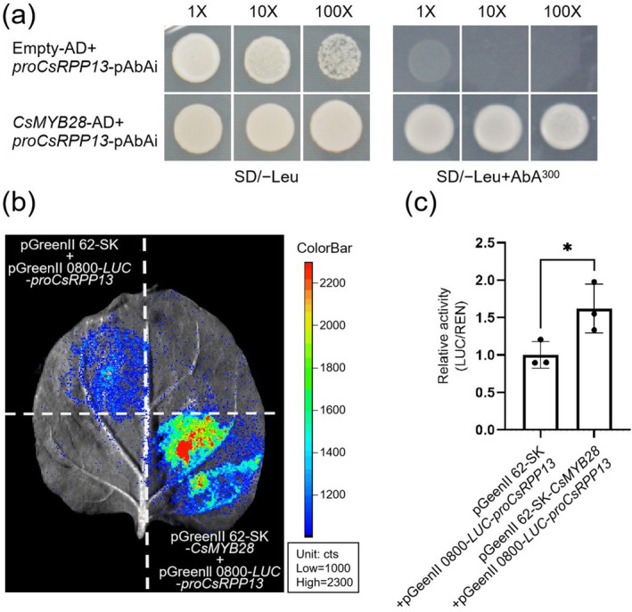 gma-miR828a Negatively Regulates Resistance to Tea Leaf Spot Caused by Lasiodiplodia theobromae Through Targeting the CsMYB28-CsRPP13 Module.