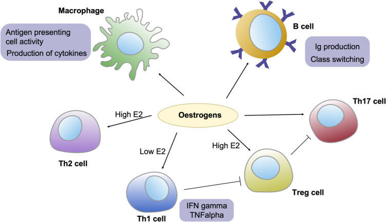 The Impact of Menopause on Autoimmune and Rheumatic Diseases.