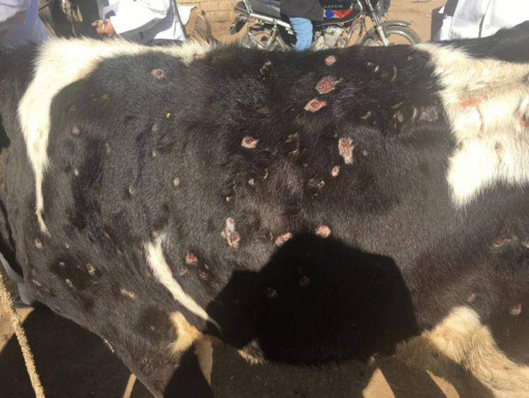 Progress in diagnostic methods and vaccines for lumpy skin disease virus: a path towards understanding the disease.