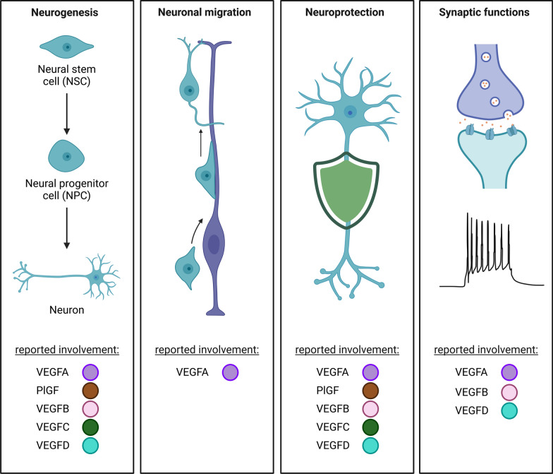 Beyond vessels: unraveling the impact of VEGFs on neuronal functions and structure.