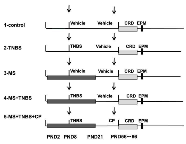 Corticotropin-releasing hormone receptor-1 antagonist attenuates visceral hypersensitivity induced by trinitrobenzene sulfonic acid colitis and maternal separation in rats.