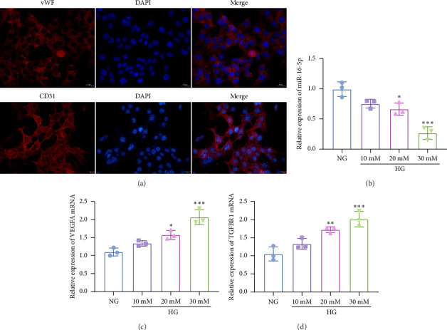miR-16-5p Regulates Proliferation and Apoptosis in High Glucose-Treated Human Retinal Microvascular Endothelial Cells by Targeting VEGFA and TGFBR1.
