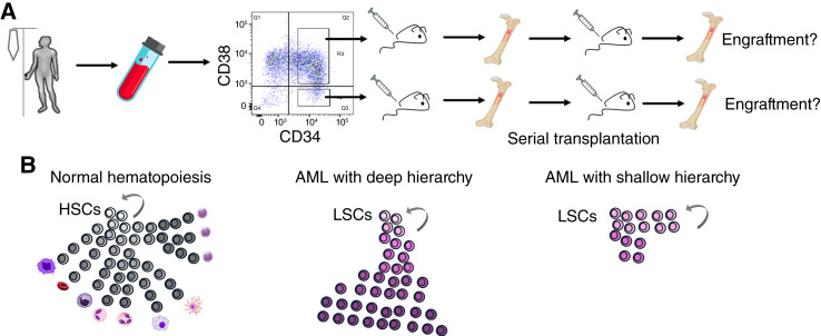 The Crossroads of Clonal Evolution, Differentiation Hierarchy, and Ontogeny in Leukemia Development.