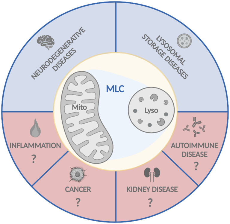 Mitochondria-Lysosome Contact Sites: Emerging Players in Cellular Homeostasis and Disease.
