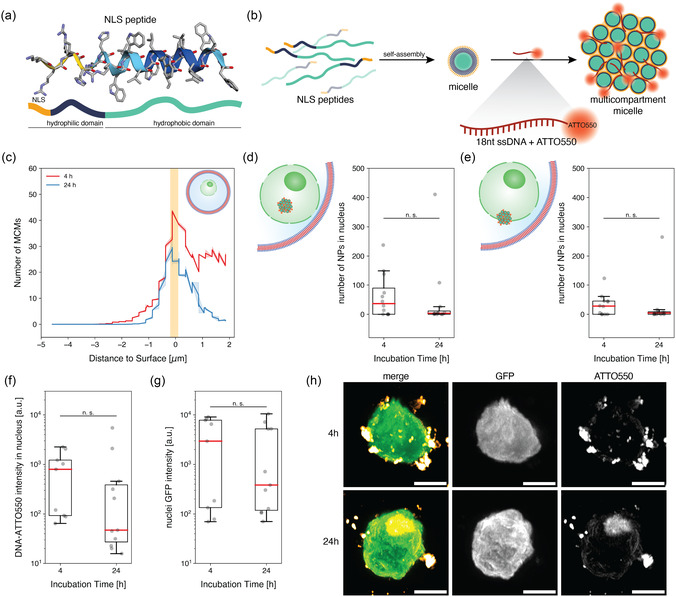Polymeric Giant Unilamellar Vesicles Support Longevity of Native Nuclei in Protocells.