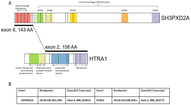 Clinical and Pathological Features of a Schwannoma Harboring a <i>SH3PXD2A::HTRA1</i> Gene Fusion in a Pre-pubescent Patient.