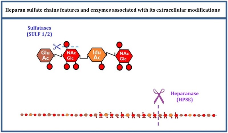 Heparan sulfate chains in hepatocellular carcinoma.