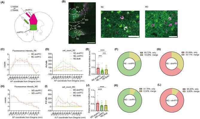 Distinct neural responses of ventromedial prefrontal cortex-projecting nucleus reuniens neurons during aversive memory extinction.