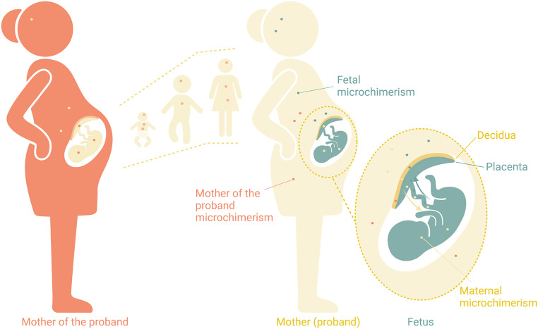 Microchimerism and pregnancy complications with placental dysfunction.