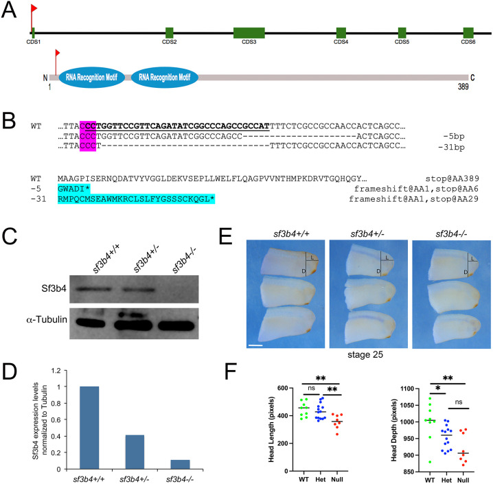 Deletion of sf3b4 causes splicing defects and gene dysregulation that disrupt craniofacial development and survival.