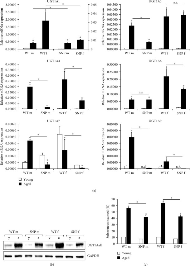 A Common <i>UDP-Glucuronosyltransferase</i> (<i>UGT</i>)<i>1A</i> Haplotype Is Associated With Accelerated Aging in Humanized Transgenic Mice.