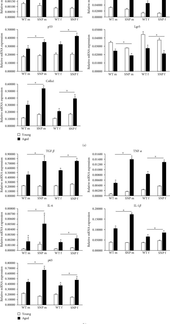 A Common <i>UDP-Glucuronosyltransferase</i> (<i>UGT</i>)<i>1A</i> Haplotype Is Associated With Accelerated Aging in Humanized Transgenic Mice.