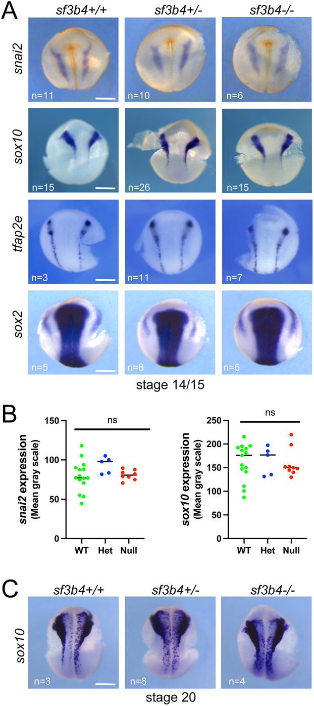 Deletion of sf3b4 causes splicing defects and gene dysregulation that disrupt craniofacial development and survival.