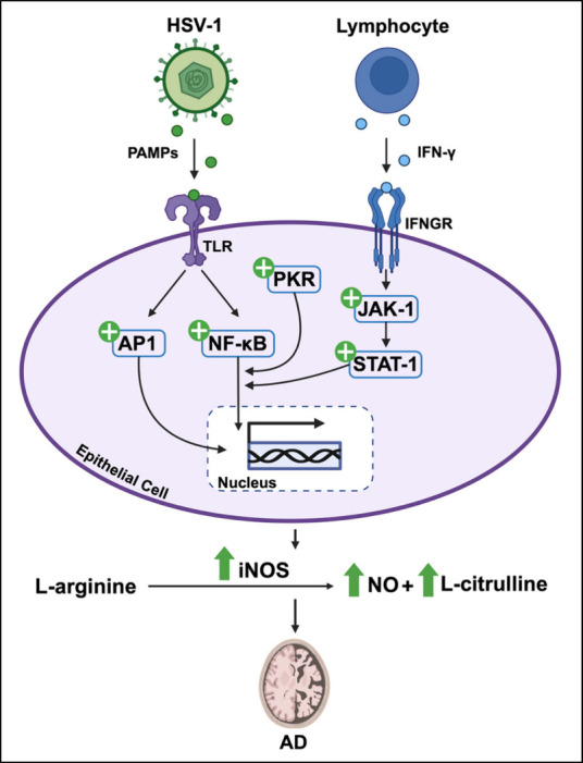 Dysregulated Neurotransmission and the Role of Viruses in Alzheimer's Disease.